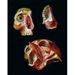 Anatomihuset i K�benhavn 